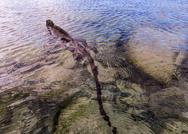 郭晶晶真實(shí)身高揭秘：官方數(shù)據(jù)與實(shí)際測量對比