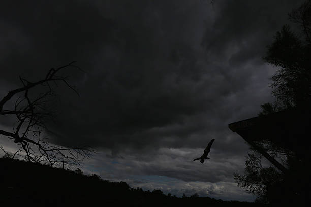 跳水運動員的退役年齡：傷病與年齡的關(guān)系